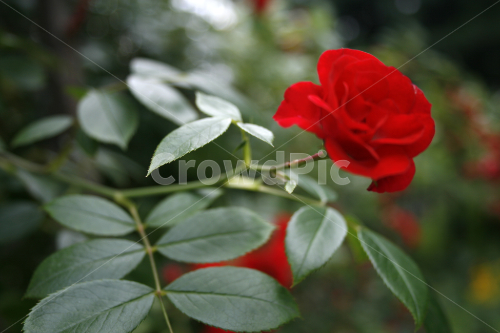 장미,식물,flower,plants,nature,꽃,꽃봉오리,붉은색,레드,식물,자연,plants,nature,꽃,flower