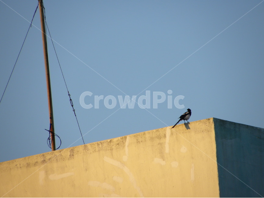 까치,색감,따뜻한,고독,외로운,새,magpie,color,warm,mild,lonely,alone,bird,동물,animal,조류,새,birds