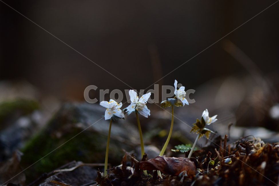 너도바람꽃,야생화,봄,꽃,풀꽃,자연,식물,식생,감성,힐링,plants,nature,spring,season,flower,emotion,feeling,흰색,초본,너도바람꽃속