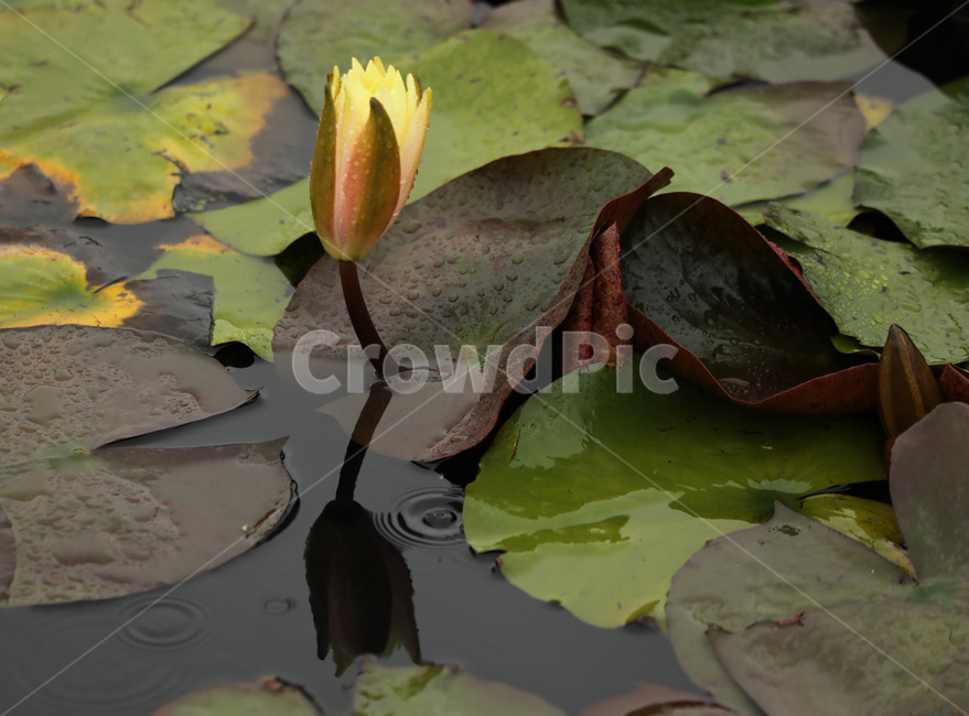 수련,물,꽃잎,노랑,청순,식물,자연,plants,nature,꽃,flower