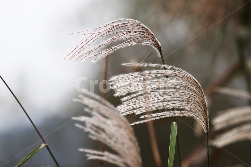 plant,식물,reed,갈대,가을,가을,계절,fall,autumn,season,grass,잔디,lawn