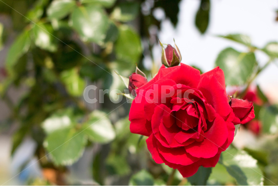 장미,flower,빨강,빨간꽃,붉은꽃,꽃,식물,자연,plants,nature,꽃,flower
