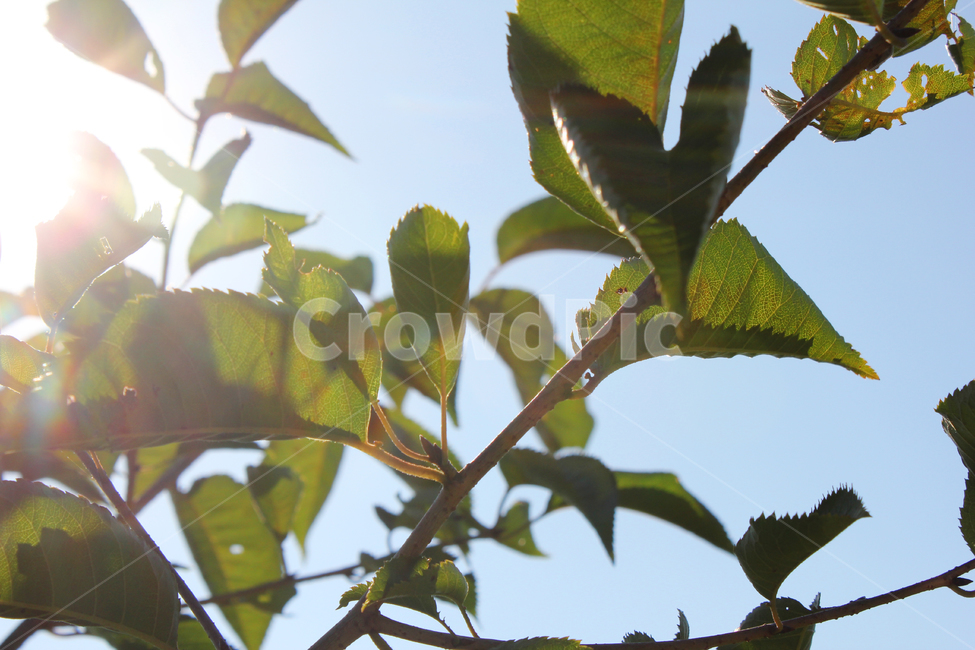 나무,나뭇가지,나뭇잎,잎,잎사귀,로우앵글,로우,어두운,dark,tree,leaves,leaf,low,lowview,light,lighting,sun,sunlight,sky,blue,하늘,빛,태양,햇빛,자연,nature,plant,식물,그린,녹색,green,식물,자연,plants,nature