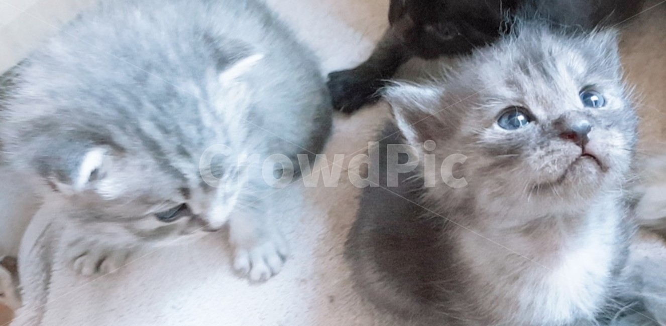 cat,고양이,pet,애완동물,animal,동물,kitten,고양이새끼,포유류