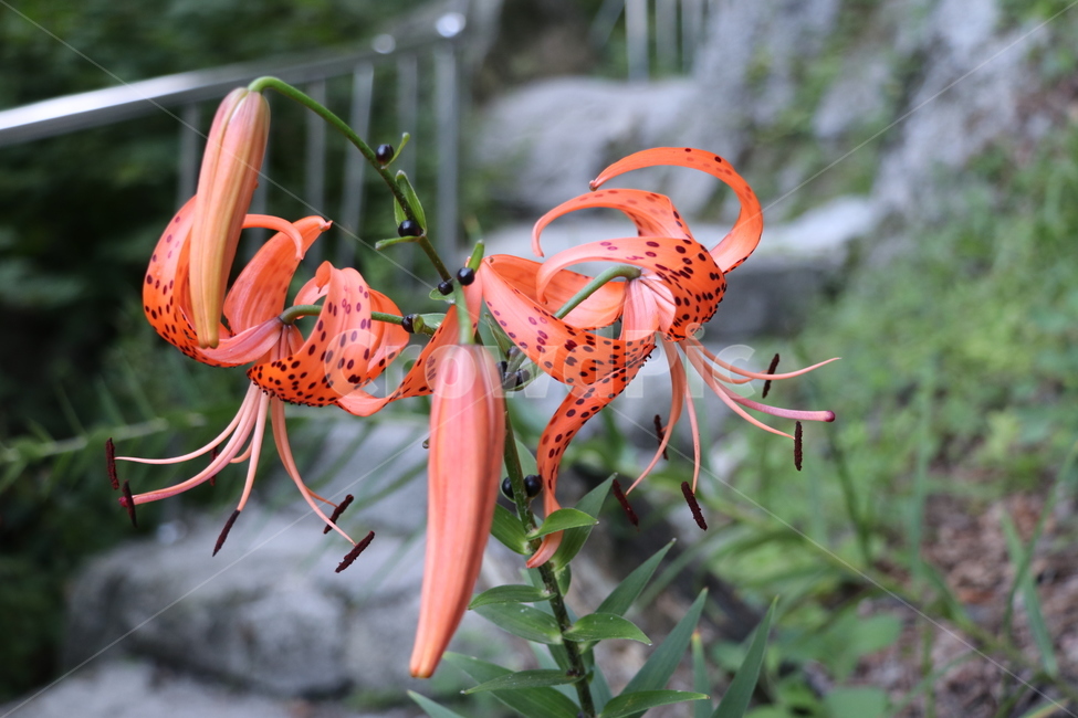 나리꽃,참나리,나리,여름꽃,백합과,식물,자연,plants,nature,꽃,flower