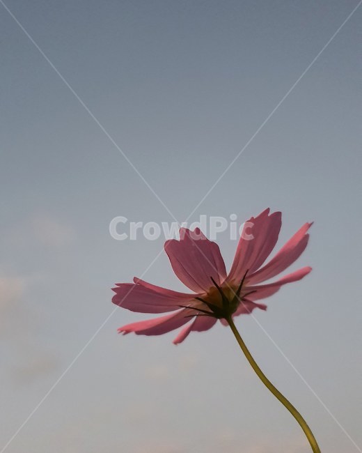가을,코스모스,꽃,하늘,추억,식물,자연,plants,nature,꽃,flower