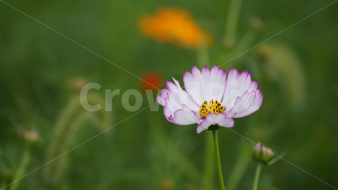코스모스,꽃,꽃사진,가을,식물,가을,계절,fall,autumn,season,식물,자연,plants,nature,꽃,flower,plant