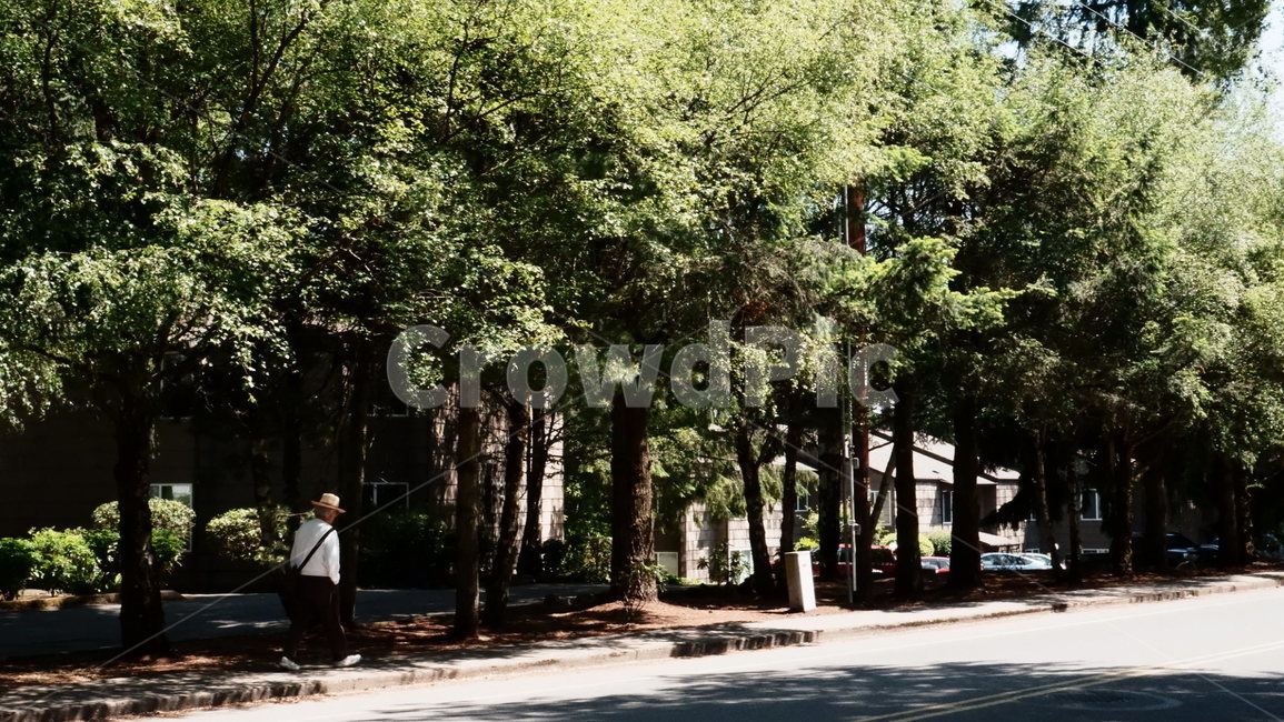 숲,숲길,산책,노인,햇살,나무,forest,trees,walk,sunshine