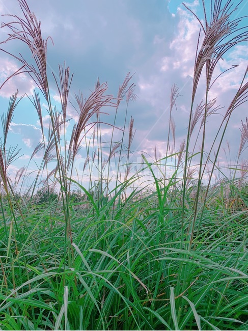 억새,갈대,가을,들판,초원,구름,가을하늘,잔디,plant,식물,grass,식물,자연,plants,nature