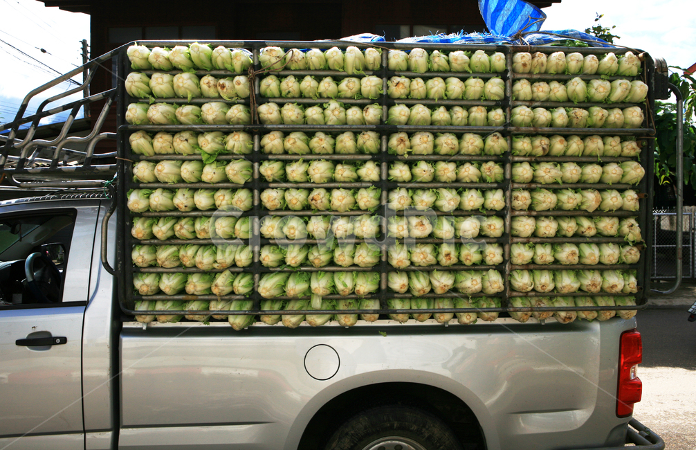 배추,운송,트럭,동남아,시장,market,truck,cabagge,asia