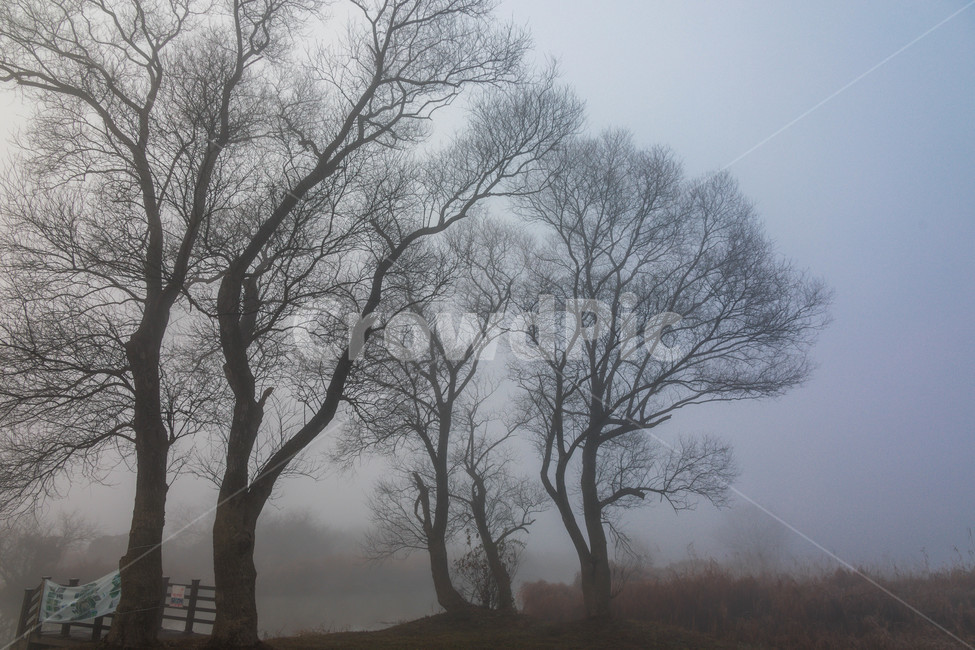 안개,나무,안개낀아침,화포천,습지,자연,풍경,nature,landscape,식물,plants,나무,trees,wood,weather,날씨,outdoors,옥외,fog,mist