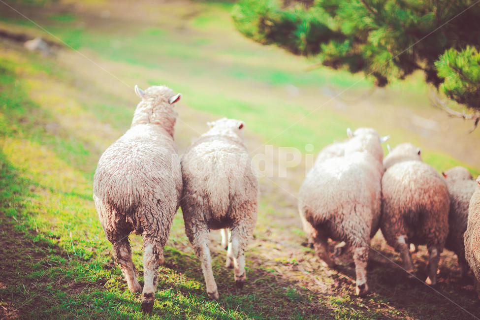 animal,동물,mammal,포유류,sheep,양,동물,animal,포유류,mammal,감성,sensible,feeling,목축업,목장,livestock farming,ranching,pasture