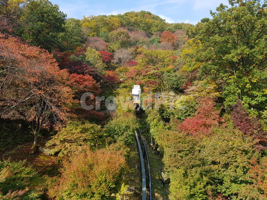 케이블카,나무,식물,자연,풍경,가을,단풍,화담숲,tree,nature,fall,autumn,가을,계절,fall,autumn,season,자연,풍경,nature,landscape,railway,철도,train track,기찻길,rail,레일,transportation,교통