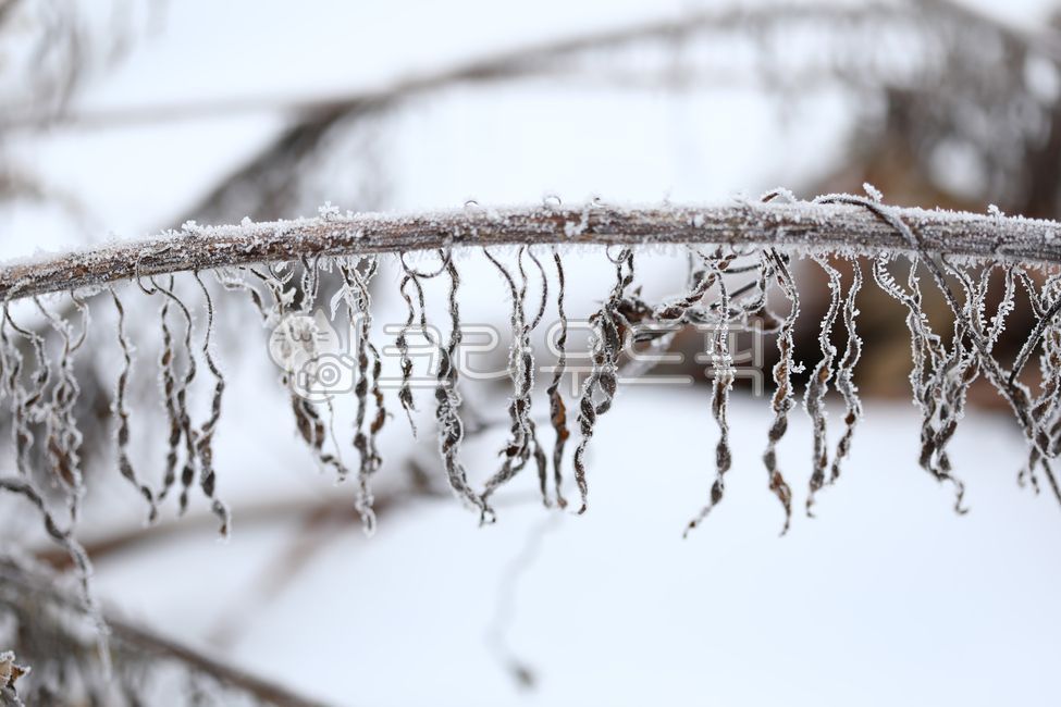 General Dong,sprout,Spring news,nature,harsh winter,winter,cold,ice,mistletoe,Frost,spring,Snow Flower,snow,december