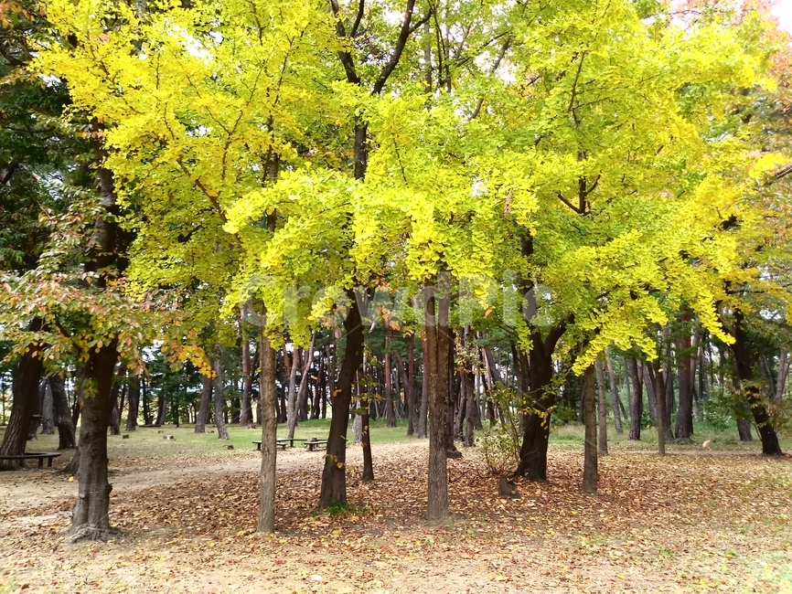 아름다운,풍경,나무,가을,단풍