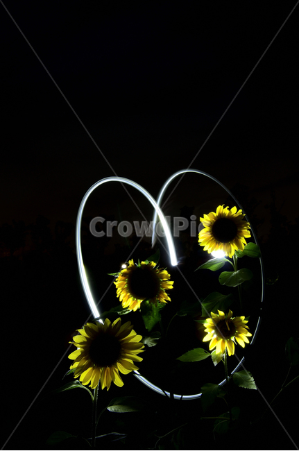 해바라기,꽃,식물,하트,사랑,해바라기꽃,식물,자연,plants,nature,꽃,flower