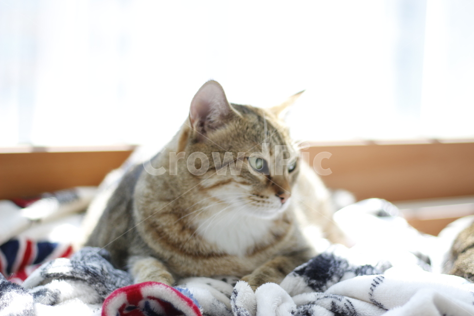 동물,고양이,반려동물,애완동물,반려묘,cat,pet,animal,kitten,길고양이,집사,코리안숏헤어,코숏,동물,animal,고양이,cat,kitten,kitty