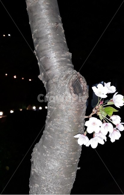 꽃,자연,생물,식물,생태계,만개,꽃종류,flower,벗꽃,개화