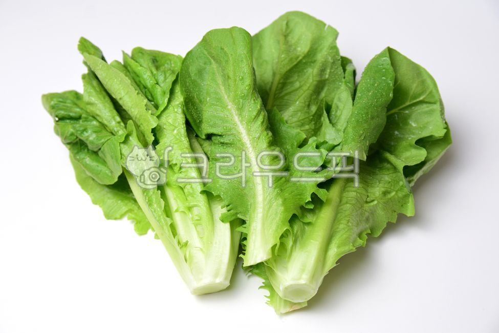 green,white background,vegetable,leaf,lettuce,vegetables,Lettuce,Romaine Lettuce,foodreserves,Romaine,ingredients