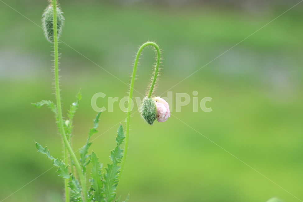 여름,향기,비,양귀비,위로,식물,자연,plants,nature,꽃,flower