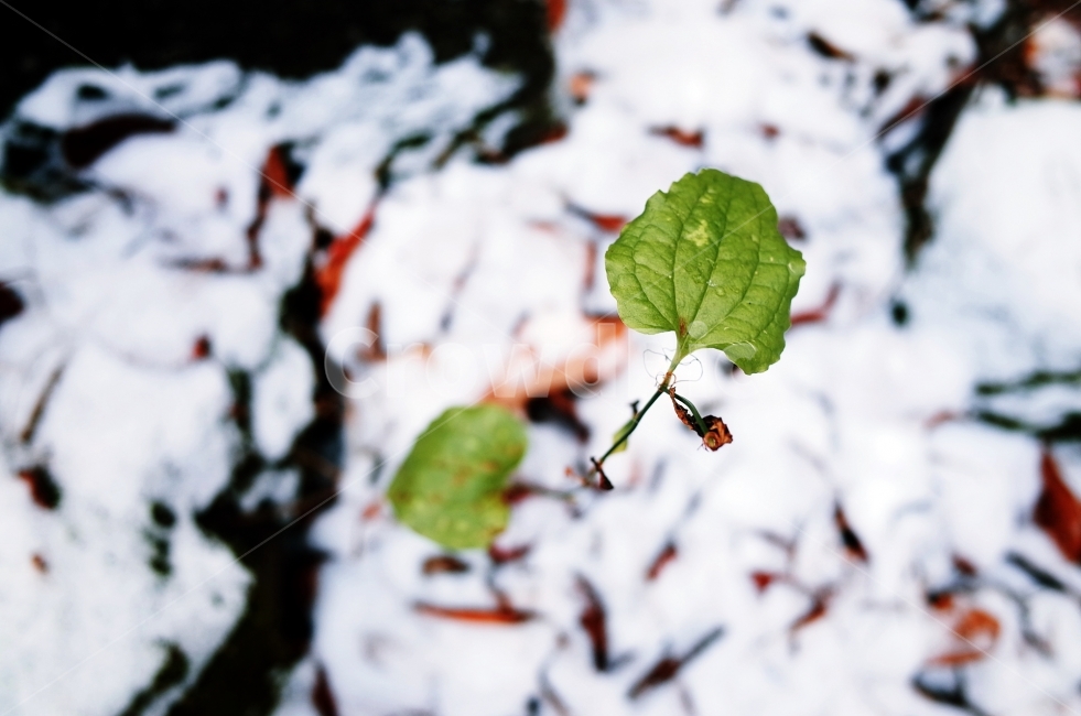 겨울,잎새,녹색,감성사진,스냅,나물,줄기,녹색식물,식물,겨울,계절,winter,season,식물,자연,plants,nature