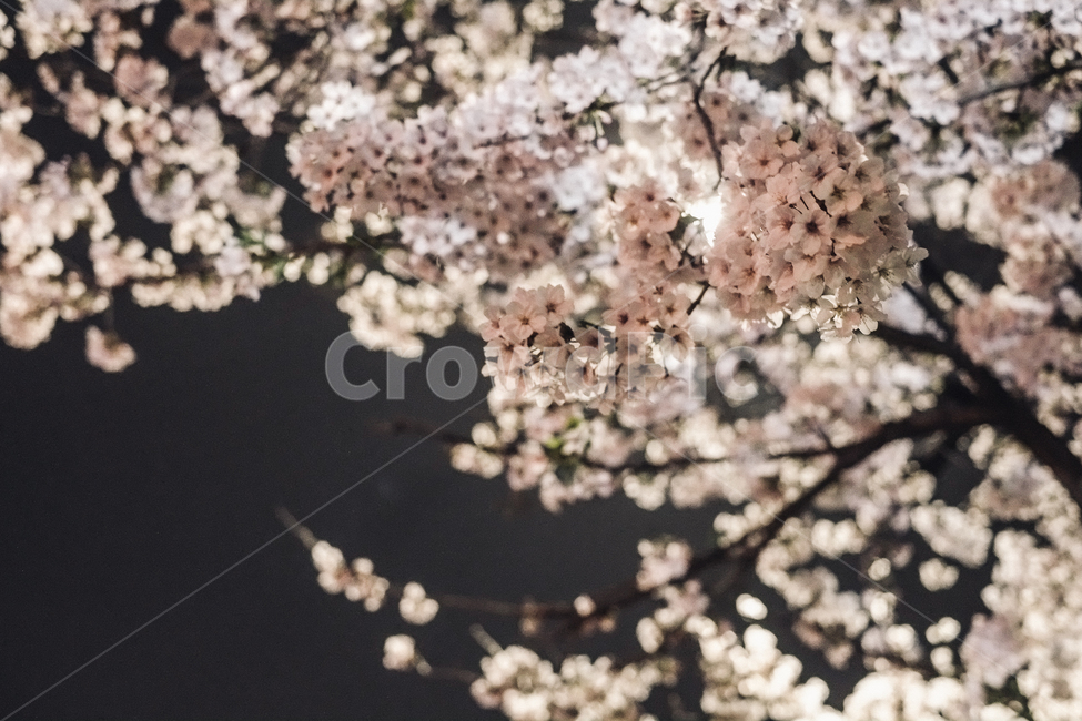 벚꽃,밤,봄,꽃송이,감성,꽃