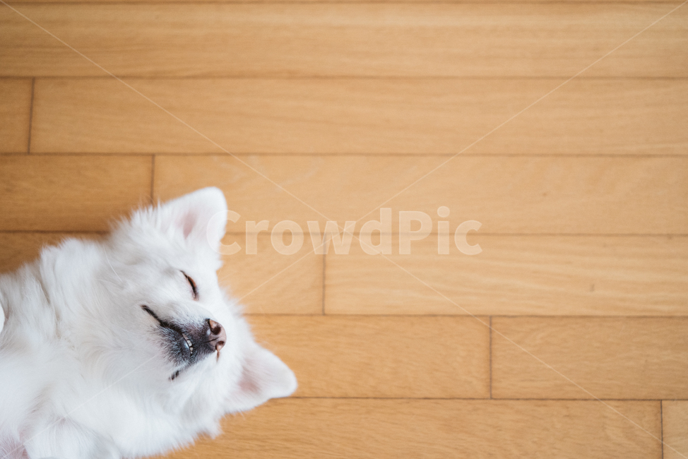 멍멍이,강아지,월월이,dog,댕댕이