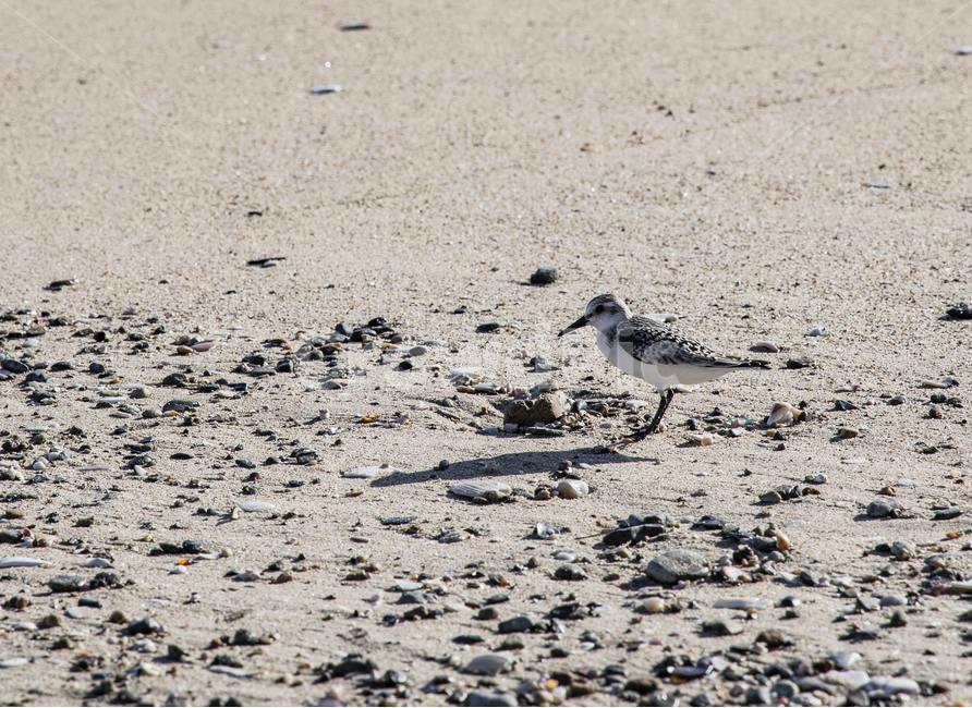 동물,새,해변,모래,바닥,갈매기,bird,beach,조류,새,birds