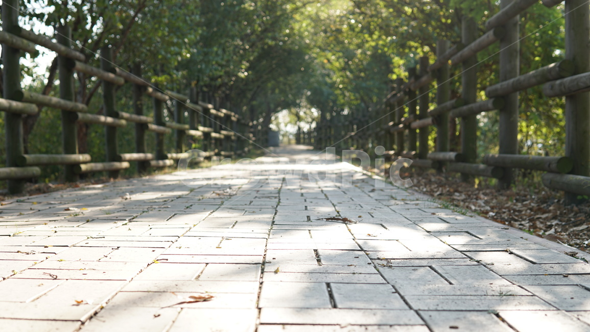 하늘공원,다리,통로,숲,가을,자연,풍경,nature,landscape