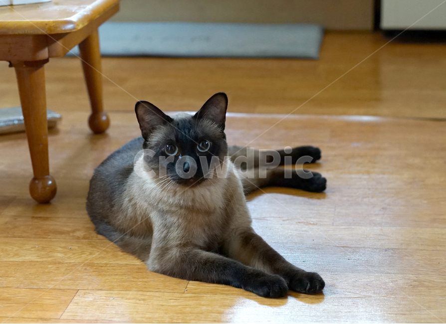 샴고양이,고양이,집고양이,개냥이,고양이자세,동물,animal,포유류,mammal,고양이,cat,kitten,kitty