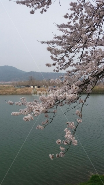 벚꽃,벚나무,강,전원,꽃,봄,계절,spring,season,식물,자연,plants,nature,꽃,flower,plant
