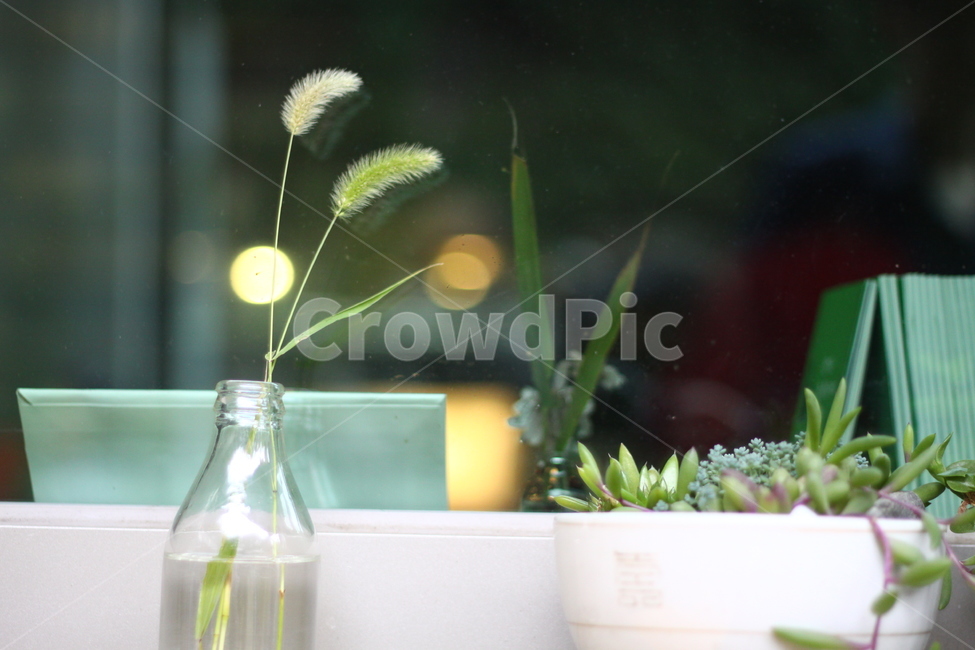 감성사진,강아지풀,보케,카페,진열,데코,인테리어,deco,display,interior,emotional,photograph,bokke,cafe,실내용화초,화분,화초,house plant