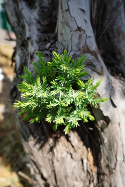 나무,솔잎,초록,햇살,갈색,tree,green,sunshine,식물,자연,plants,nature