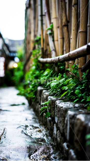 골목길,비,돌담,감성,빗방울,물방울,이슬,비오는날,식물,자연,rain,rainy,plants,nature,식물,자연,plants,nature