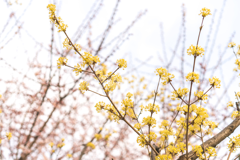 산수유,노랑꽃,봄,봄나들이,봄분위기,flower,꽃,봄,계절,spring,season