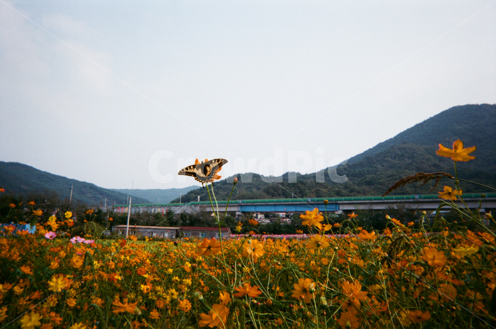호랑나비,황화코스모스,자연,film,필름사진,감성,꽃,가을,식물,자연,plants,nature,꽃,flower