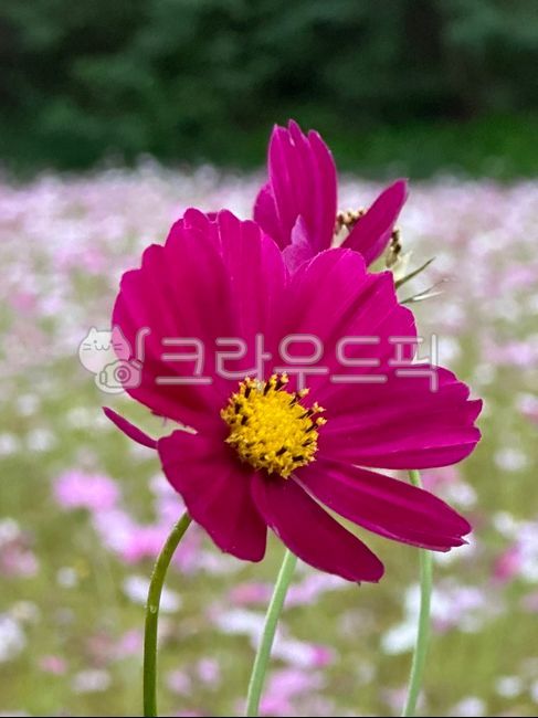 petal,Cosmos,flower