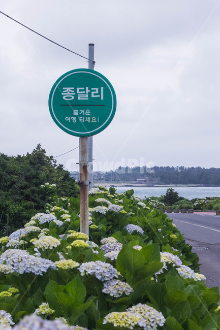 수국,수국꽃,꽃,종달리,꽃길,flower