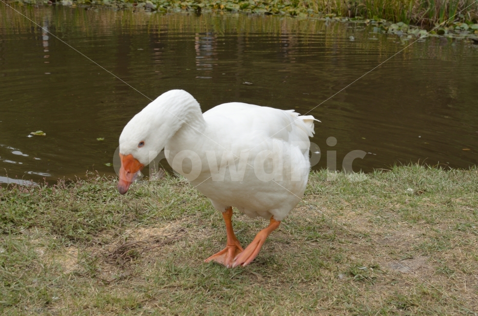 오리,자연,동물,막내오리,animal,조류,새,birds,오리걸음,힌오리,동물,animal,조류,새,birds