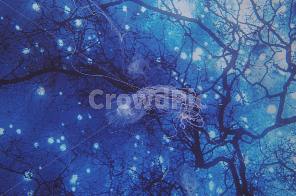 jellyfish,Pisces,fish,aquarium