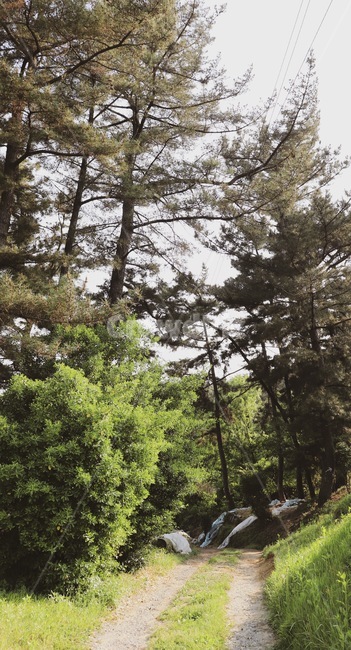 시골길,시골,길,농촌,나무,country,countrylane