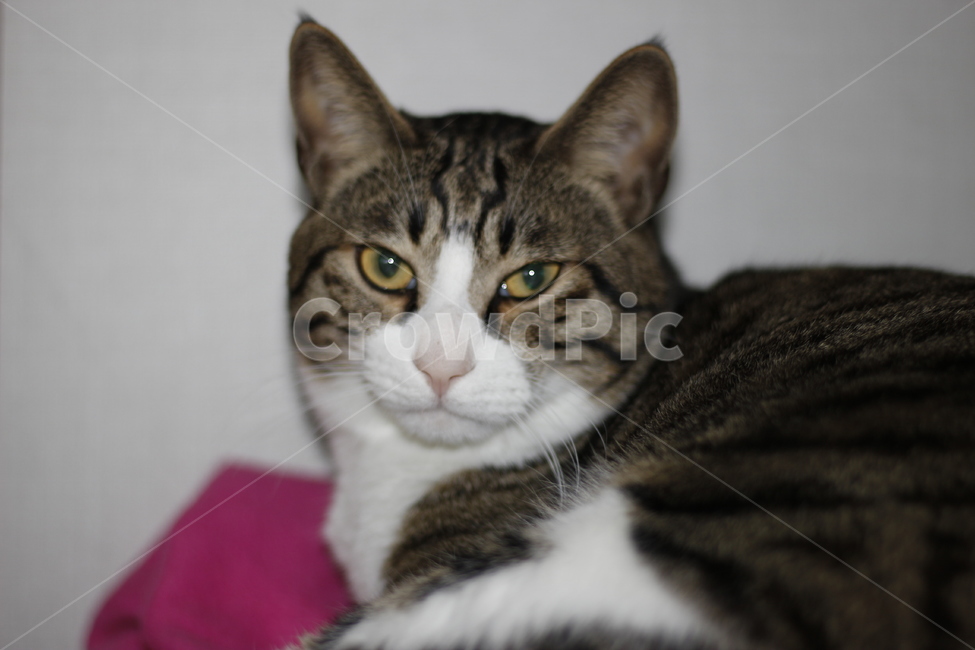 고양이,반려동물,반려묘,동물,길고양이,집사,애완동물,cat,pet,kitten,animal,동물,animal,고양이,cat,kitten,kitty