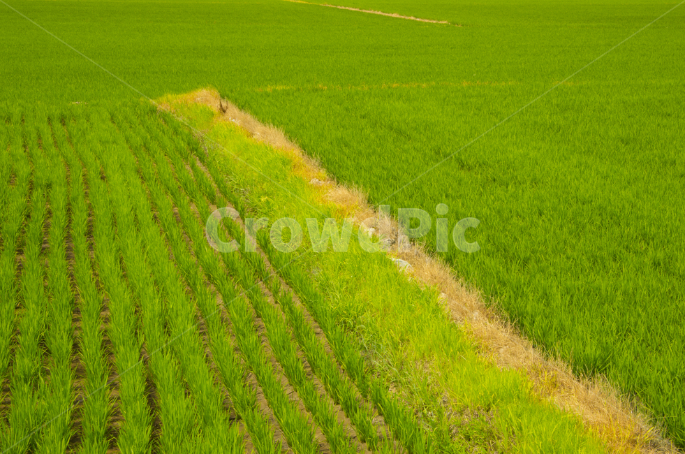 논,논들,경작,벼,쌀,scene,view,feeling,emotion,nature,landscape,season,풍경,감정,감성,자연,계절,뷰티,rice,summer,풍경사진,감성사진,정취,농업,농사,agriculture,farming,farming industry