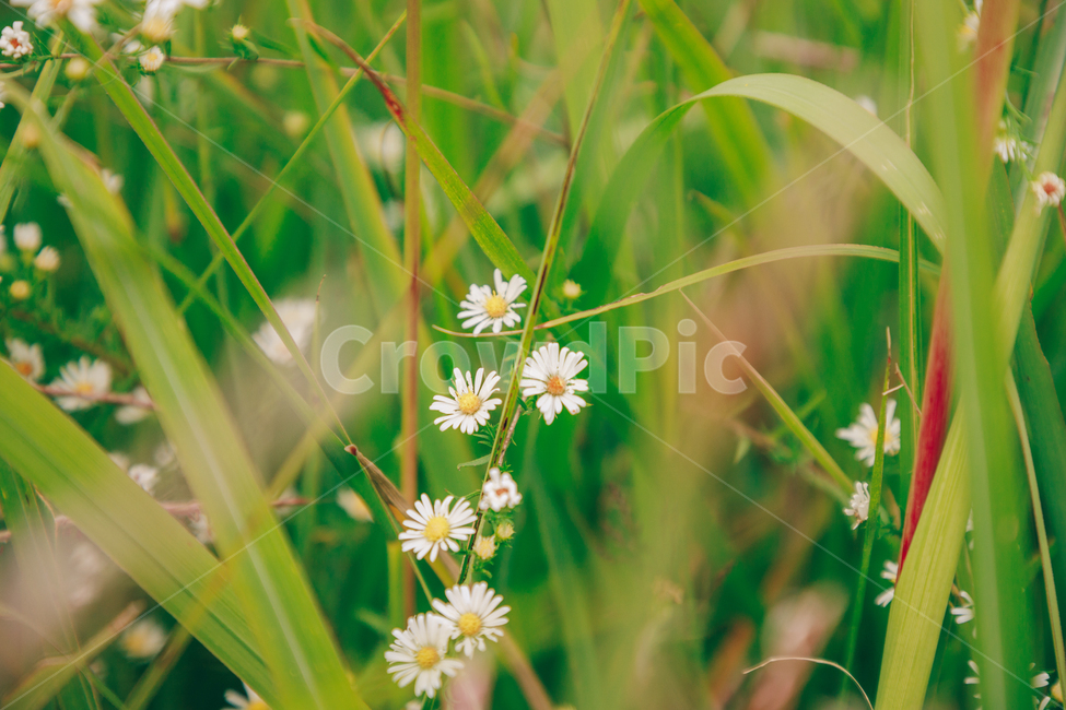 가을,식물,자연,초록,흰꽃,쑥부쟁이,식물,자연,plants,nature,꽃,flower