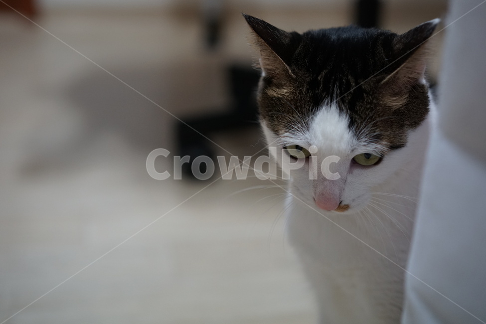 고양이,애완동물,코리안숏헤어,야옹이,동물,포유류,동물,animal,포유류,mammal,고양이,cat,kitten,kitty