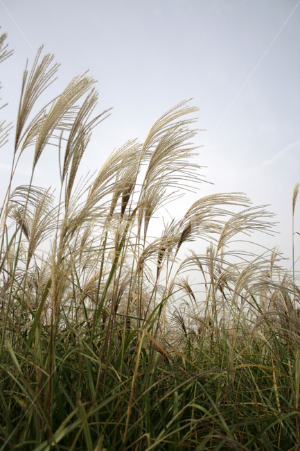 가을,억새,식물,억새풀,풀,가을,계절,fall,autumn,season,식물,자연,plants,nature,grass,잔디,plant,lawn
