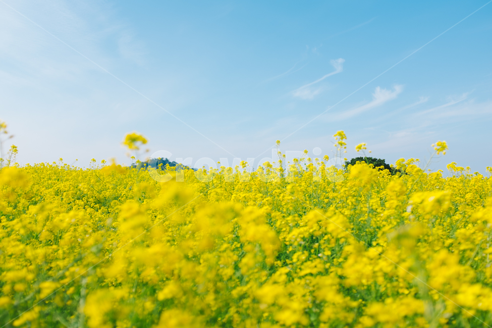 유채꽃,꽃,봄,제주도,하늘,파란하늘,푸른하늘,봄,계절,spring,season,자연,풍경,nature,landscape,식물,plants,꽃,flower,색깔,색상,색채,색감,color sense,color sensitivity,feeling of color,field,들,outdoors,옥외,grassland,목초지
