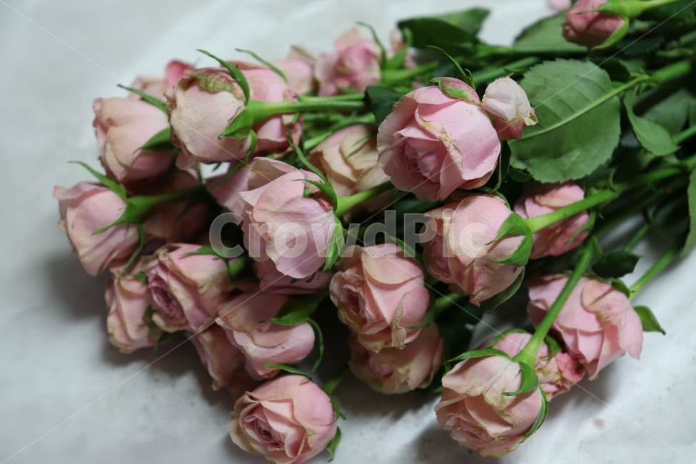 plant,식물,flower,blossom,꽃,분홍,pink,장미,분홍색,rose
