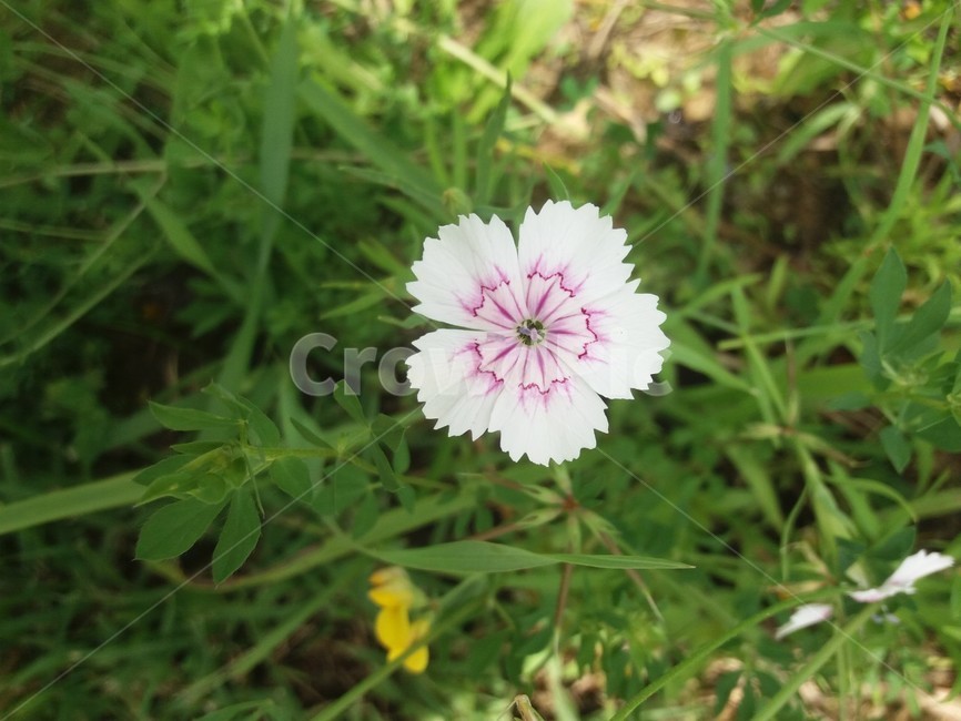 꽃,자연,생물,식물,생태계,만개,꽃종류,flower,개화,야생화