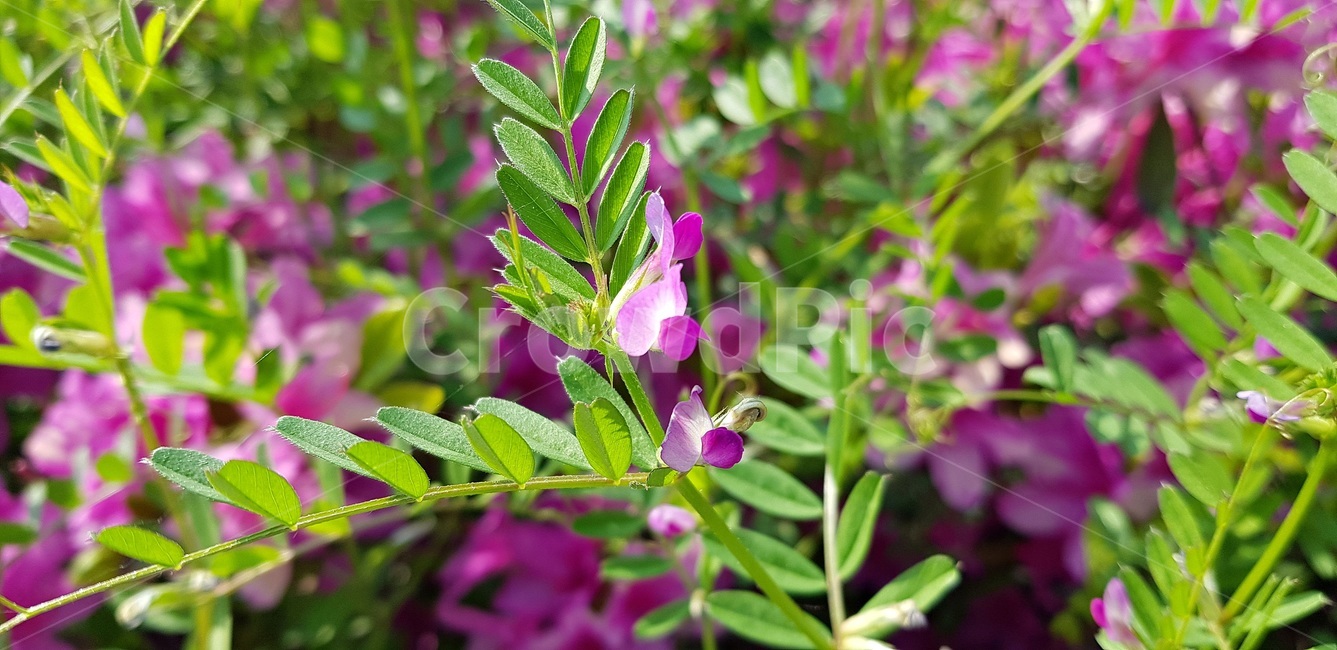 살갈퀴꽃,봄,초록,보라,꽃말사랑의아름다움,식물,자연,plants,nature,꽃,flower